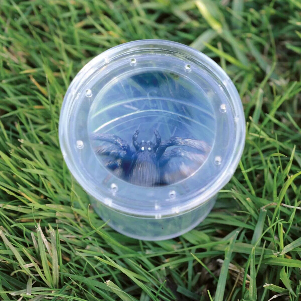 GeoSafari® Borcan pentru observarea insectelor - imagine 3