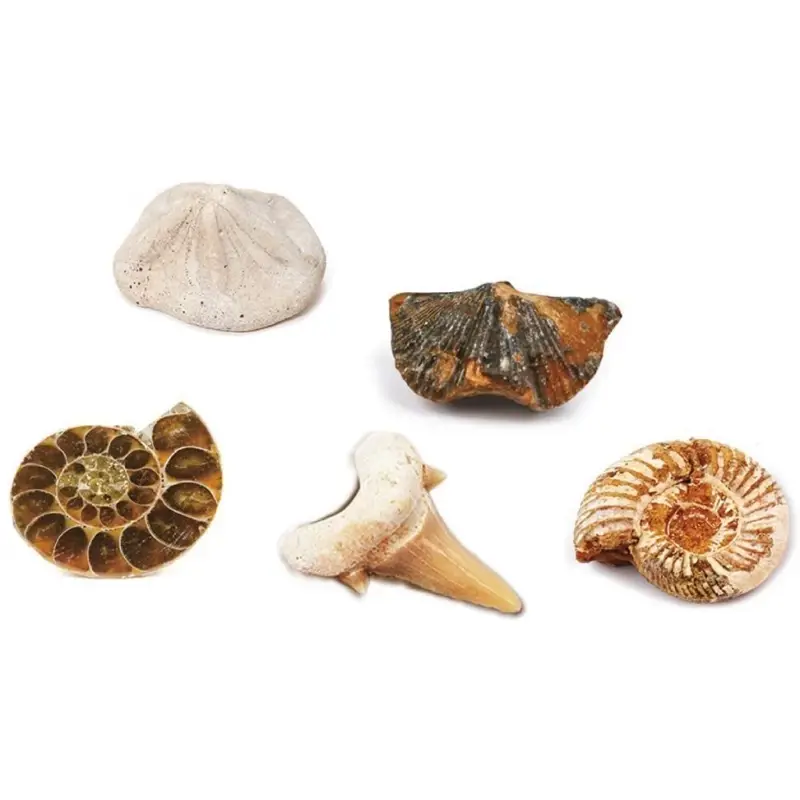 Kit paleontologie - Descopera fosile - imagine 2