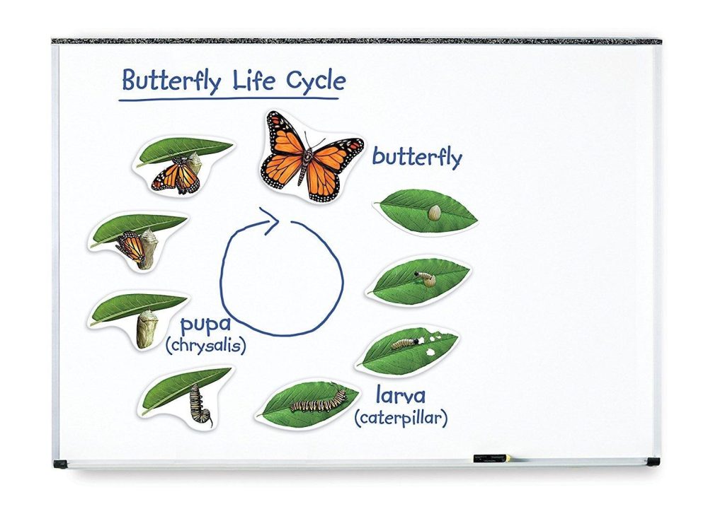 Ciclul vietii fluturelui - set magnetic Learning Resources